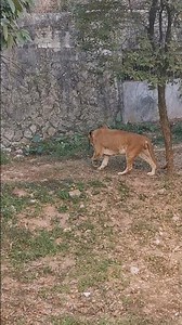 Liger roar #liger #lion #tiger #animals #roar #wildlife
