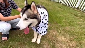 Dalmatian Print Dog Costume, Cute Animal Spotted Dog Print Winter Clothes Sweater Halloween Role Play Costume with Pocket Pet Winter Hoodie Large