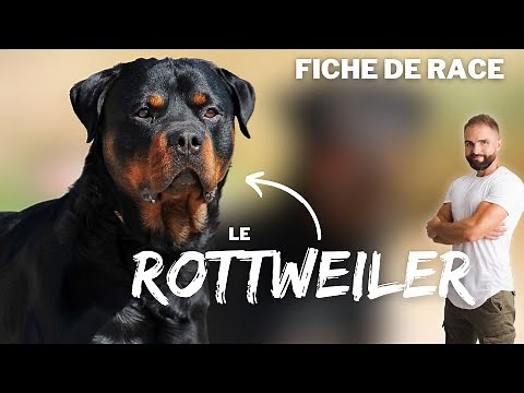 Infos race de chien Rottweiler : caractère, éducation, comportement, santé race de chien Rottweiler
