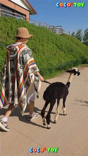 Walking with a baby alpaca｜alpacaworld #shorts｜CoCosToy