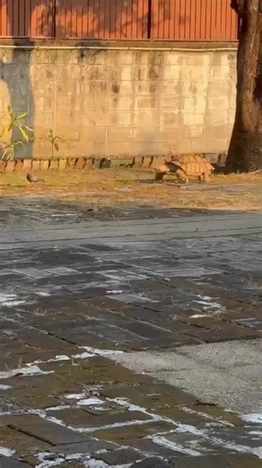 Balli Bot Mogis: Smart Robot Innovation