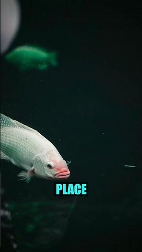 Earth's Deepest River Hides Blind Fish