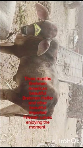 American Brehmen Heifer and top Semex genetics Friesian calves.AIT Muhammad Saleem