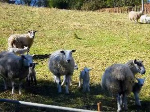 the Minstrel Boy - electric fiddle
