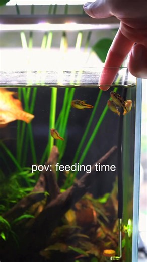 3.3K views · 13 reactions | Feeding time & time to bonding . Dm if source the video  #aquarium | Putu Adi Putra | Facebook