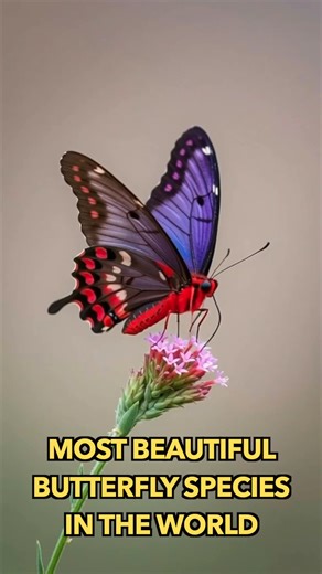 Most Beautiful Butterfly Species In The World | Engineering & Science