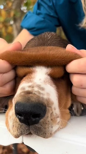 Basset Hound ❤️❤️ | 🐶 Peek-a-boo with those adorable wrinkles! Georgia Peach's extra skin is too cute to handle! 📹 Source: TT/IG @maplestreetbassets ⚠️ DM... | Instagram