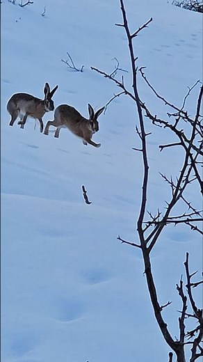 Wild Rabbit Mating #rabbit #wildlife #nature #wildrabbit #mating