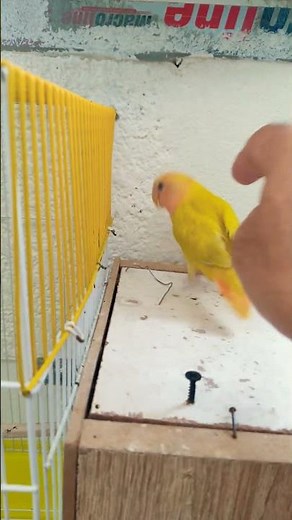 😂 The Smart Budgie vs the Silly Lovebird!