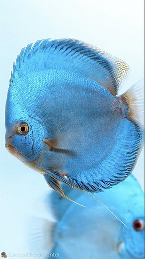 Blue Diamond Diskus Zuchtpaar