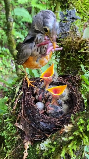 Cute wild bird care close-up in the nest videos ✨ #motherbird #nestlings #cuteanimals #birdfeeding #wildlife #babybirds | Dailyn Ahly