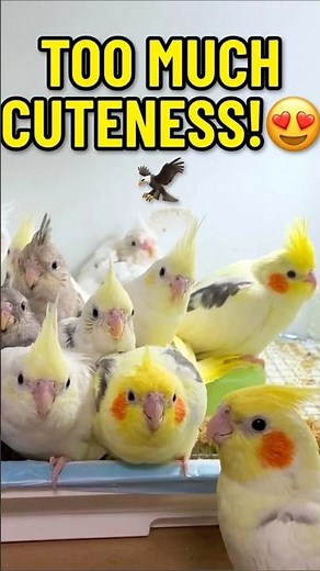 Cute Cockatiel Babies Singing Together! 🦜✨ #shorts #birds
