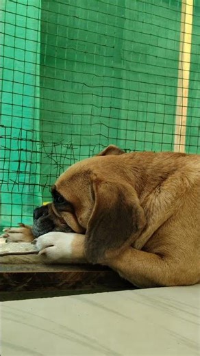 Why Does This Puggle Look So Emotional? 🐾💔