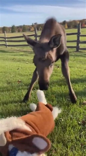 Tiny Puppy Meets a Gentle Moose #cutepets #adorableanimals #animaldance #animallovers #animalfriends