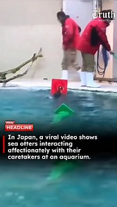 A video circulating on social media shows sea otters at Toba Aquarium in Japan engaging in playful interactions with aquarium keepers. The clip shows the animals responding to caretakers with gestures such as hugging, touching hands, and accepting food during routine care sessions. According to publicly available information, Toba Aquarium is currently home to two captive sea otters, named Mei and Kira. The facility is known for maintaining a long-running sea otter care and observation program. 
