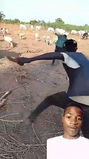 This cow are more valuable than humans, in my country 😱😱🤯🤯☮️ | Ben-9