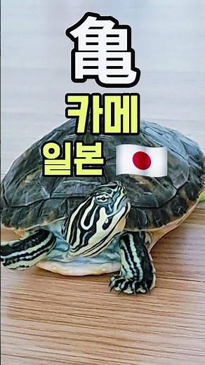 나라별 거북이 호칭 모음 🐢