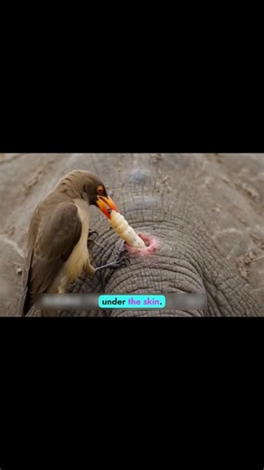 Rhino Parasite Removal | Oxpecker Bird Cleaning Rhino | Satisfying Wildlife Facts