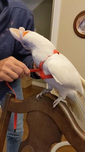 396K views · 10K reactions | Back in the harness game. Always two steps forward one step back. | Iago the Swinging Cockatoo | Facebook