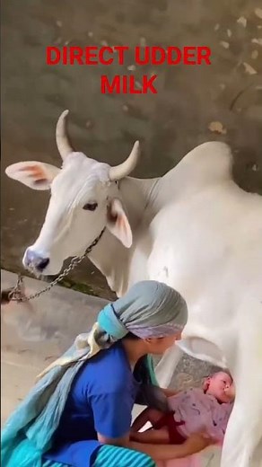 "Baby Drinks Milk Directly from Cow’s Udder 😳 | Real Village Moment!"#mother love