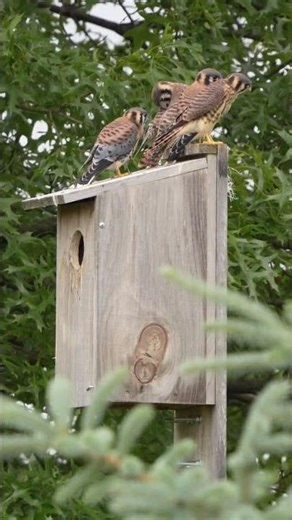 Four American Kestrel Fledglings In My Yard | 2025