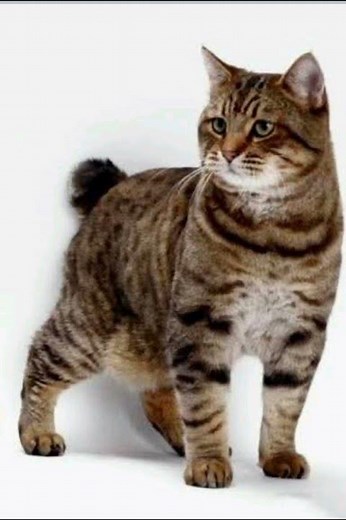 The American Bobtail is a rare cat breed known for its wild