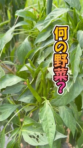 Vegetable Quiz💪🏻#SoraNoYasai #NaturalFarming #PesticideFree #FertilizerFree #NoFertilizer #Macrob...