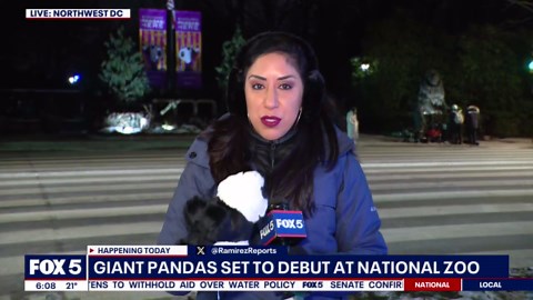 DC's pandas make National Zoo public debut