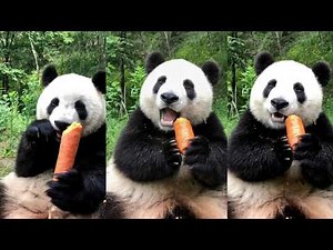 Panda use hands skillfully to eat carrot 🔴 Panda Food | Cute Animals 2020