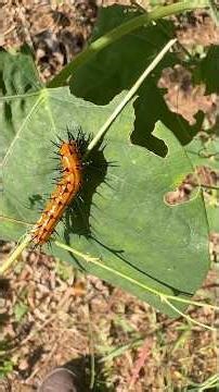 Rescuing scary alien worms before they turn!