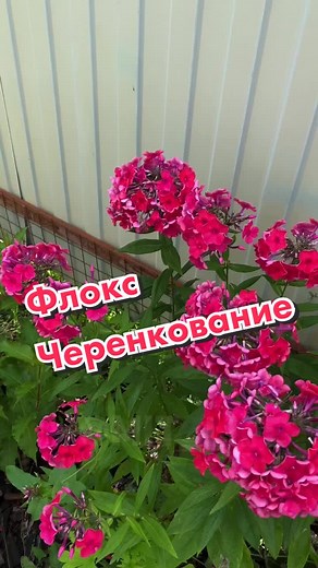 Черенкование флоксов: Подготовка к зиме