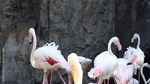 greater flamingo (Phoenicopterus roseus) is most widespread and largest species of flamingo family. It is found in Africa, on Indian subcontinent, in Middle East, and in southern Europe.