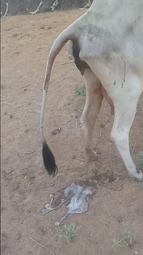 Cow Suddenly Started Peeing On Camera 😲💦"#CowPeeing #VillageLife #AnimalMoments #NaturalBehavior