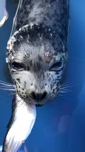 Pygmy sounds.... terrifying. ❤️#wildlife #animalrescue #seals #marinemammal #animals