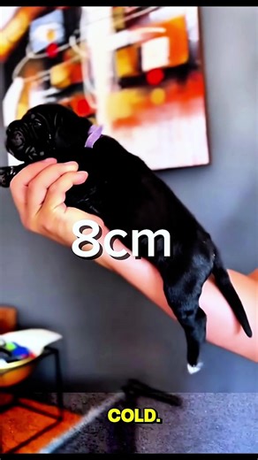 Adorable Dogs of TikTok: Unforgettable Moments