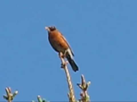 Robin Singing