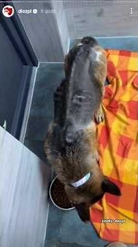 Wagging tails and recovery 🐶❤️ #dog #dioz #help #resucedog #shorts