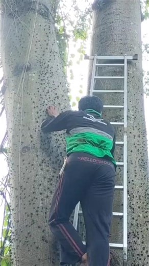 climb the biggest thorny tree #shorts #woodworking #treeclimbing