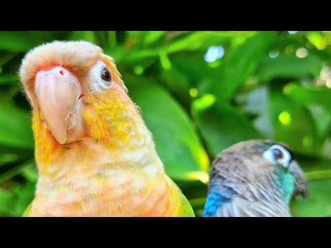 Pineapple conure and Blue conure : Bird videos for teasing cats