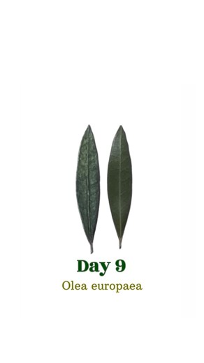 Nele | Botanical illustrations on Instagram: "Olea europaea An elliptical leaf is broadest in the middle, usually with a length to width ration of around 2:1. A narrowly elliptical leaf has a bigger ratio. Confusingly, in German a narrowly elliptical leaf is called lanceolate (lanzettlich), while in other countries lanceolate mostly refers to a leaf which is widest below the middle instead of in the middle. - The Olive tree grows very slowly and can get very old, the oldest is said to be 3500 ye