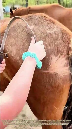 Shedding the Winter Coat: How a Simple Tool Prepares Horses for Spring