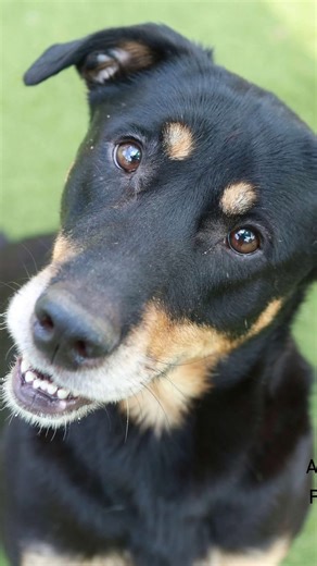 Puptographer | Meet MACC’s Double Chocolate French Kissing Canine. Gertie is 6 years old and 54 lbs. She is a sweet and gentle girl looking for a bestie... | Instagram