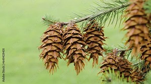 Douglas fir (Pseudotsuga menziesii). Oregon pine cones close up