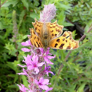Pond & moist plants for bees & butterflies