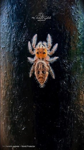 🕷️ Hidden World of Jumping Spiders | Micro Videography of Heavy-Bodied Jumper (Hyllus sp.)