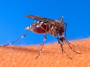 Health Department Offers Mosquito Prevention Tips
