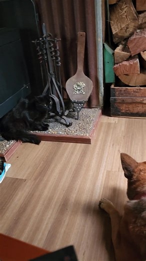 This is huge progress tonight all animals starting to trust bear whoo hoo 😁🐈‍⬛🐶🐾💙 | Carry Me Home