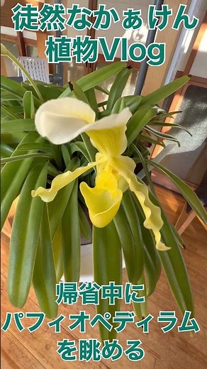 【徒然なかぁけん植物Vlog】帰省中にパフィオペディラムを眺める