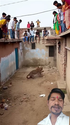 भयंकर लड़ाई #funny #animals #leopard #wildlife #vev #comedy