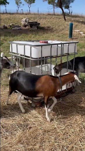 The finished goat feeder. Works well.